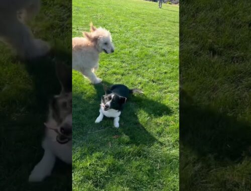 Cardigan corgi plays with his big friend #dog #welshcorgi #corgi #puppy #코기 #goldendoodle #コーギー #柯基