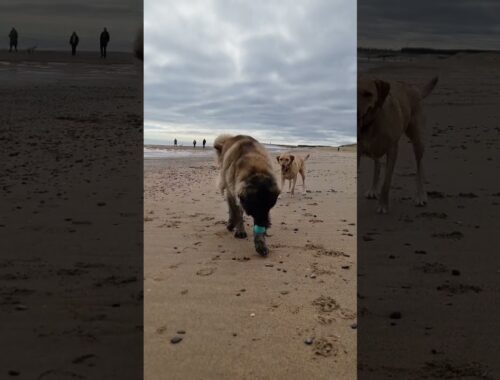 JUST LOVE THE BEACH #dog #leonberger #beautiful #funny #cute #beach #ball