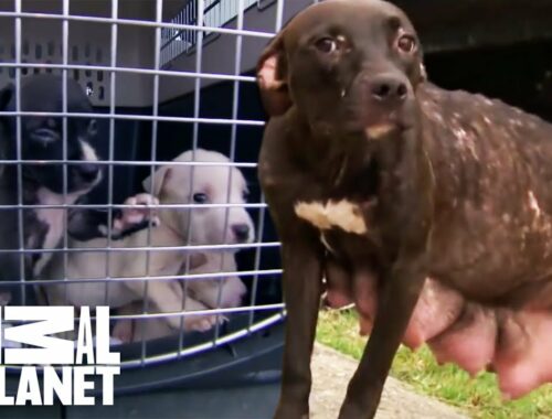 Mama Dog Is Reunited With Her Puppies | Pit Bulls & Parolees