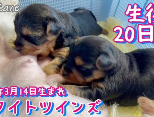 2023年3月14日生まれ・パンちゃんの双子ちゃん【生後20日目】