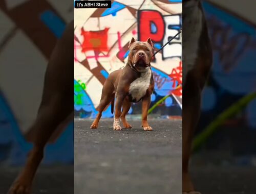 Pitbull dog #Viral Pitbull😍😍#Dog #SUBSCRIBE KARO YARR 🤩🤩 #shorts