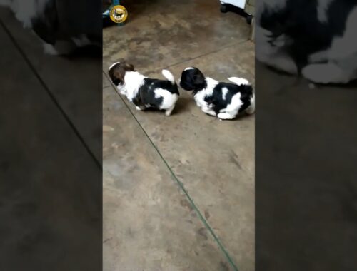 Shih Tzu puppies funny video #shihtzu #puppy #shorts #youtubeshorts
