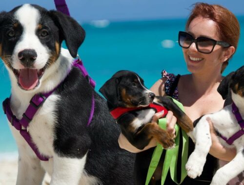 Potcake Puppies | Turks and Caicos rescue visit!