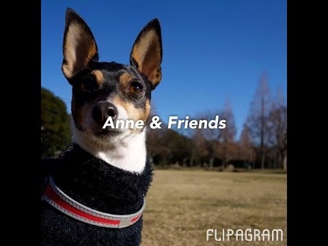 Toy Fox Terrier Anne and friends / トイフォックステリア、アンと友達