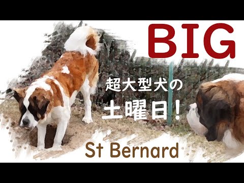 【土曜日！編】超大型犬も土曜日大好き！？平凡なセントバーナードの日記Even very large dogs love Saturdays! Saint Bernard