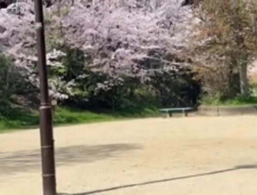 【京都 桜2023】近所で犬と花見【今宮公園】