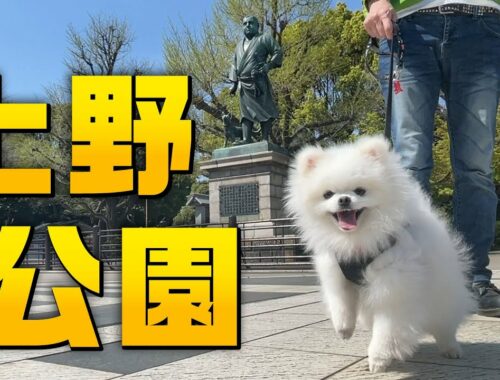 【東京散歩】上野公園という夢の国で人々に愛想を振りまくポメラニアン