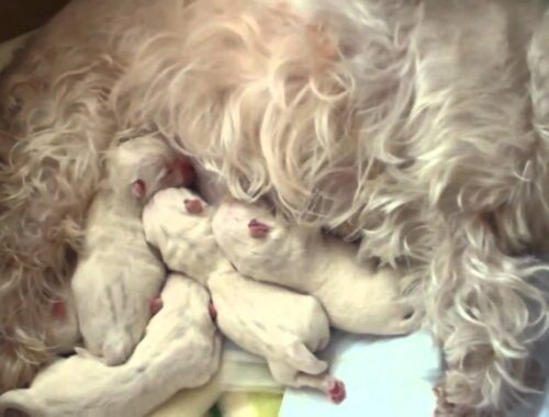 West Highland White Terrier ウェスティの赤ちゃん♪2　Westie puppy