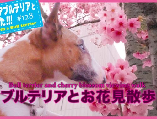 ［ブルテリア］Miniature Bull Terrier  ブルテリアとお花見してみたら Cherry blossom viewing with bull terrier.