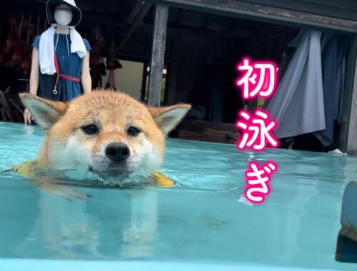 初めてのプールで水が苦手なはずの柴犬が泳ぎが上手すぎて凄かった！