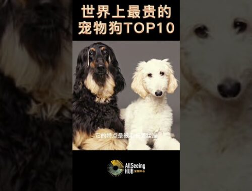 世界上最贵的宠物狗 TOP10 阿富汗猎犬 2000至2500美元 Afghan Hound$2,000 to $2,500