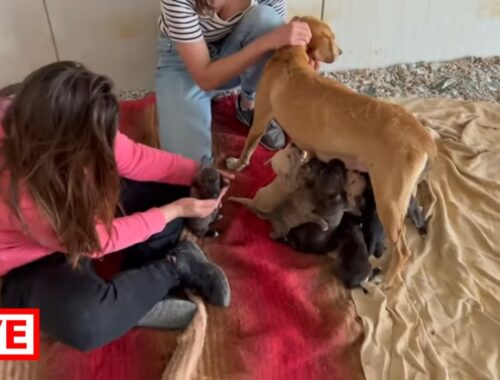 A new area for Fleur and her 11 puppies ! - Takis Shelter