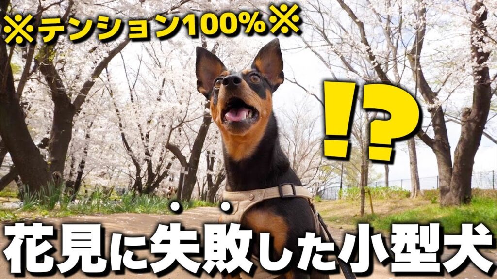 お花見失敗！テンション100%の小型犬と行くお花見が想像以上にドタバタな事件… #ミニピン #ミニチュアピンシャー #愛犬