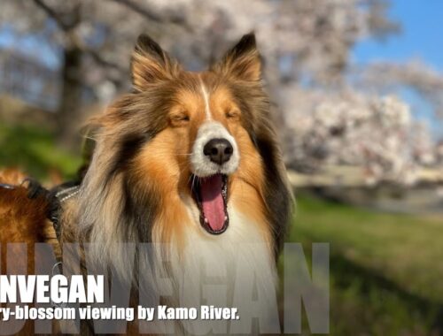ダンヴェガン、鴨川で桜を満喫。【シェトランドシープドッグ】