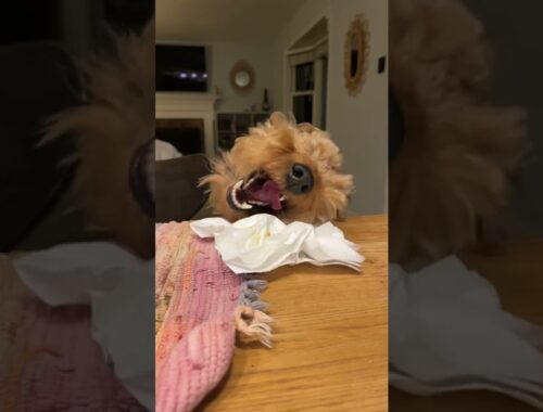 The Wallygator attacks | Naughty Welsh Terrier steals napkin