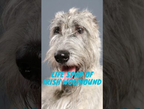 Life Span Of Irish Wolfhound 🐶♥️ #petlovers #doglovers #satisfying #amazingdogs #Irishwolfhound
