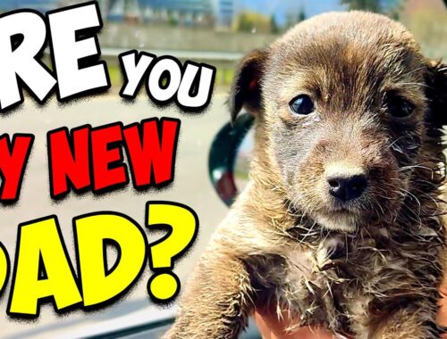 Tiny Puppy's Life Changes After Being Rescued