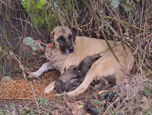 She And Her Puppies Were Left in The Street Without Mercy - Touching Story