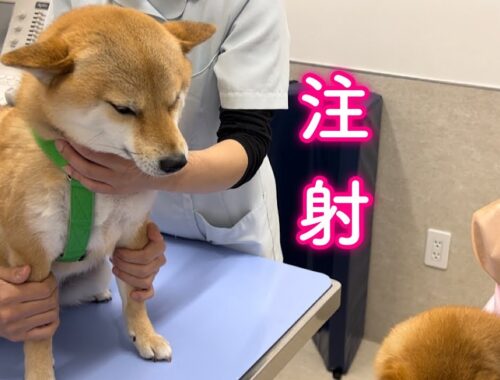 病院で診察台に上がったとたんガチガチに緊張する柴犬