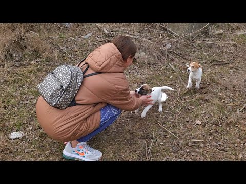 Watch this Tear-Jerking Moment Abandoned Puppies Get Rescued and Find Forever Home