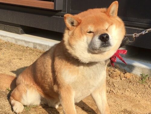 秋田犬みたいな顔になってイヤイヤする柴犬  Shiba dog resisted and turned out like Akita dog face.