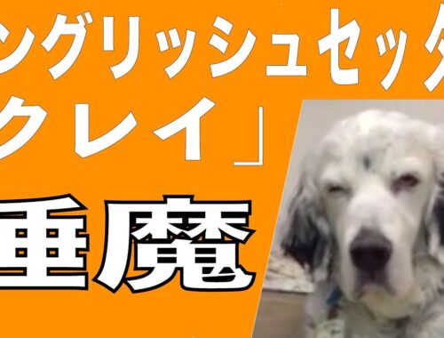 イングリッシュセッター / クー / 眠たい犬　1