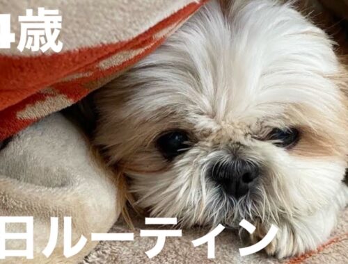 【14歳シニア犬】シーズーのしーしーちゃんののんびりした1日に密着