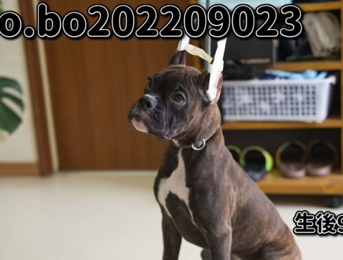 ボクサー犬の子犬販売 No.bo202209023 静岡県浜松市のブリーダー 2022年9月2日生 12月1日現在