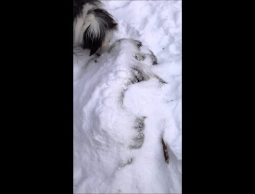 bearded collie Roope and the snow