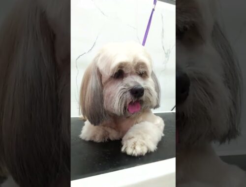 Moxy The Cute Lhasa Apso #lhasaapso #shorts