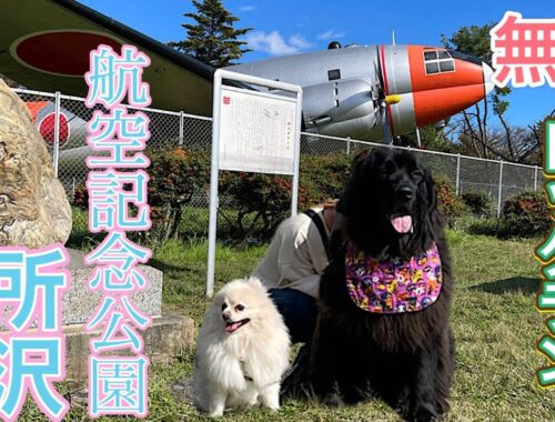 【所沢航空記念公園】無料ドックラン♪ ニューファンドランド　超大型犬　大型犬　ポメラニアン　デカポメ