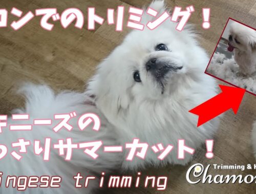 【Trimming Movie #05】ペキニーズのサマーカットで大変身！Pekingese Trimming