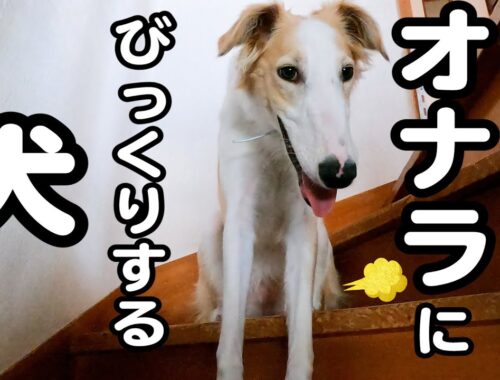 【大型犬ボルゾイ】かわいい犬でもオナラはしてしまう！！びっくりしちゃうララちゃんｗｗｗ