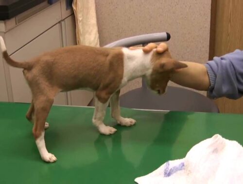 犬パルボウィルスと戦うバセンジーの子犬　Basenji puppy dog infected Virus