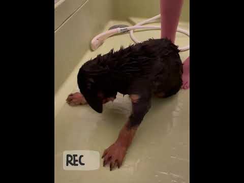 【ロットワイラー仔犬】ぐり初めてのお風呂※タイムラグ動画