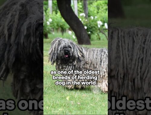 Puli is has been around for over a thousand years #puli #dogs #dogbreeds #rarebreed