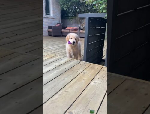 Puppy Plays Chase With Older Brother