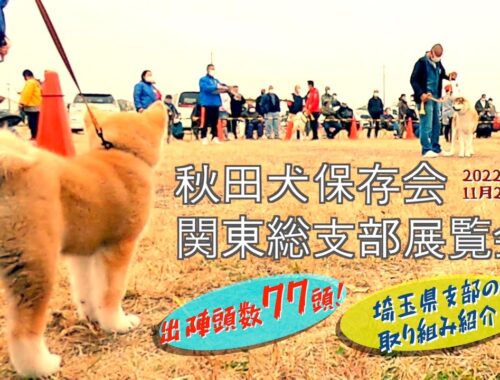 埼玉県で開催された秋田犬保存会による展覧会❗️【関東総支部展】その様子を紹介します❗️🐕【2022年11月20日 開催】