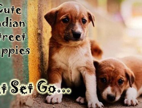 New Puppies of Street Dog || petsetgo || Cute Puppies of Street Dog || Doglovers || Dogistan