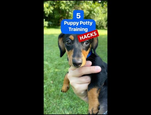 5 Puppy Potty Training Hacks - You Need To Know! #shorts
