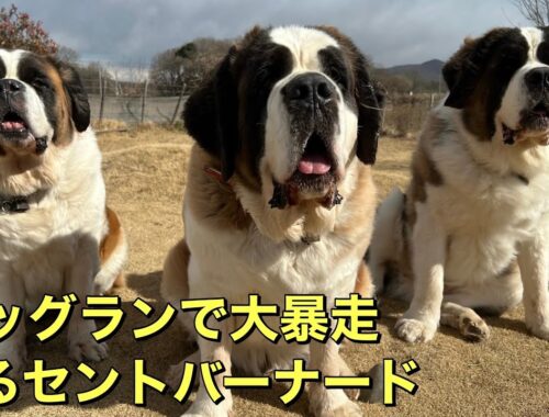 【超大型犬セントバーナード】ドッグランで大暴走するセントバーナード