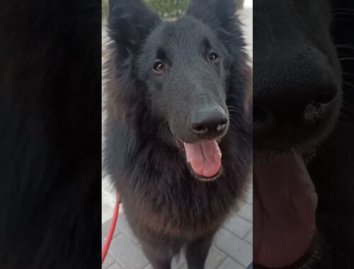 I'm always close to you#belgianshepherd #dogs #groenendael #blackdog #belgiansheepdog