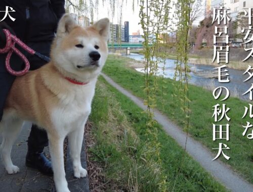 秋田犬ともぐら家族　はる、桜と平安スタイルな麻呂眉毛の秋田犬