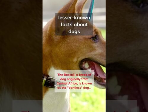 lesser-known Facts about dogs IV - The Barkless Basenji