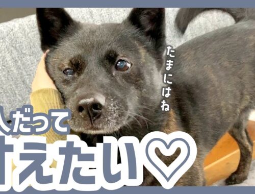 【甲斐犬】これぞ日本犬！控えめだけど甘えんぼな犬が可愛すぎる…！