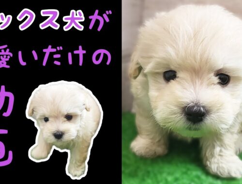 ミックス犬(ポリッシュローランドシープドッグ×トイプードル)ポンプー・子犬【川崎小田栄店】