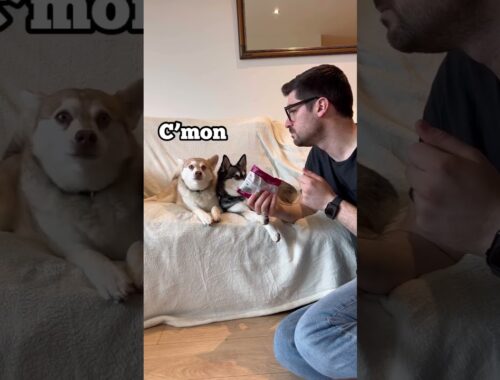 Dramatic Dogs React When Dad Doesn’t Share His Snacks