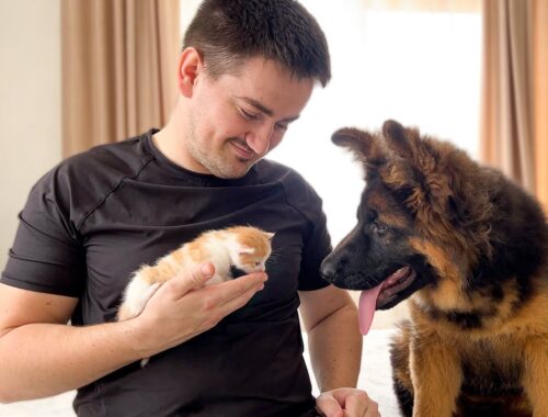 German Shepherd Puppy Reacts to Dad Cuddling Tiny Kitten