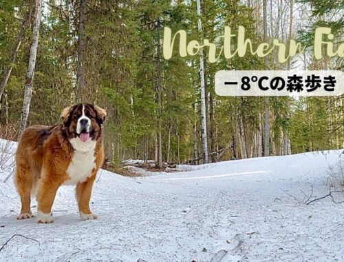 超大型犬 3頭とカナダで田舎暮らし・海外生活／−８度の森歩き、春の水不足