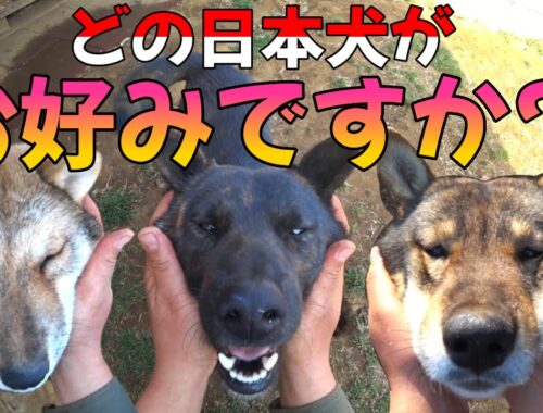 【日本犬】の庭で遊ぶ#日本犬 #甲斐犬 #四国犬#猟犬#日本犬物語#松ごり